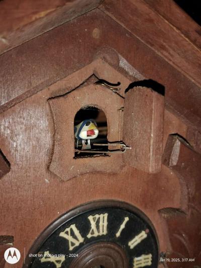 cuckoo cloak - Thumbnail 4