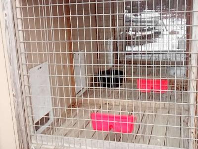 4Bay Dog kennel for breading o - Thumbnail 5