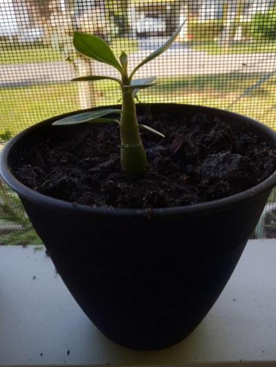 Baby Desert Rose Plants - Thumbnail 2