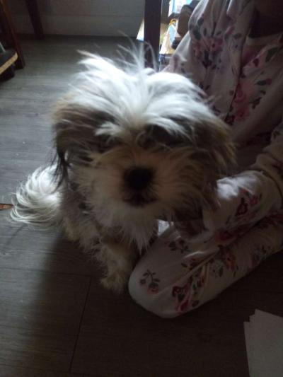 animal - Thumbnail 2