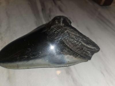 shark tooth fossil - Thumbnail 3