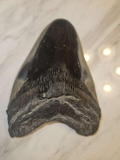 shark tooth fossil - Thumbnail 2