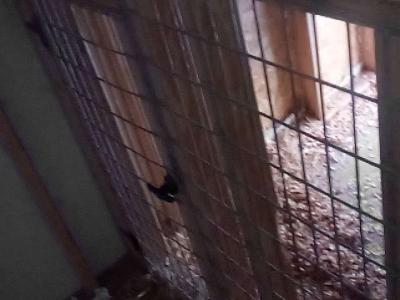 4Bay Dog kennel for breading o - Thumbnail 6