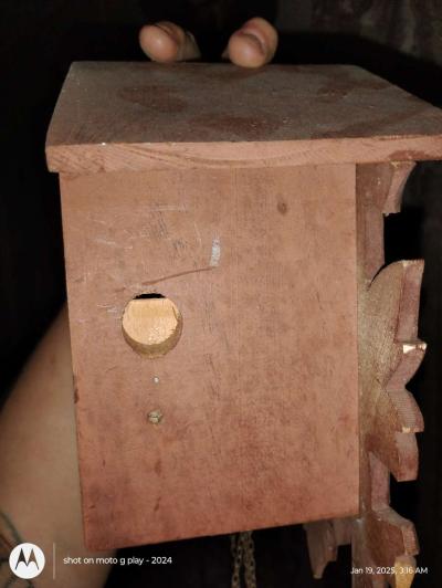 cuckoo cloak - Thumbnail 5