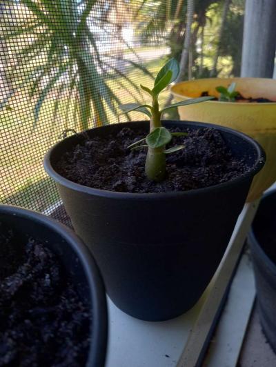 Baby Desert Rose Plants - Thumbnail 5