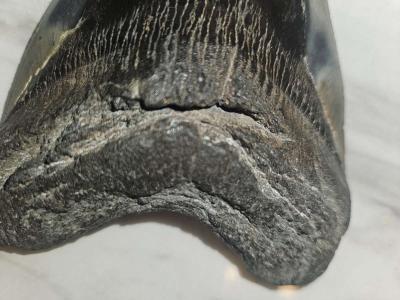 shark tooth fossil - Thumbnail 4
