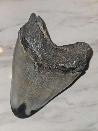 shark tooth fossil - Thumbnail 6