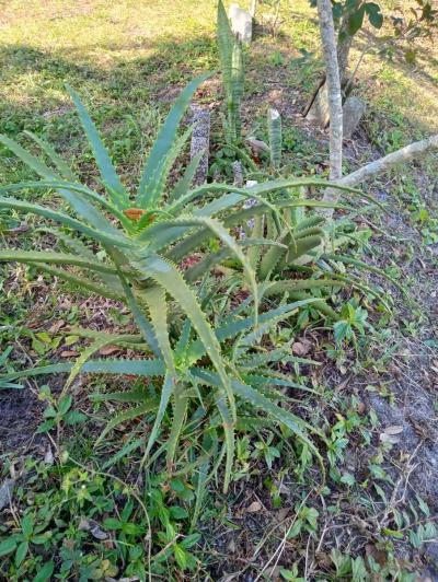 Aloe plants All sizes lots of babies too