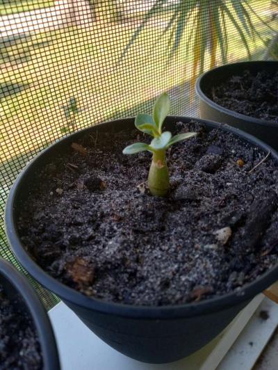 Baby Desert Rose Plants - Thumbnail 4
