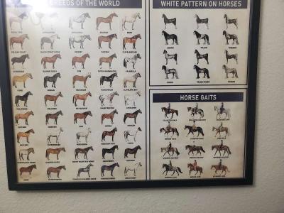 Horse Knowledge  Framed Poster 37L x 25W x 1D - Thumbnail 4