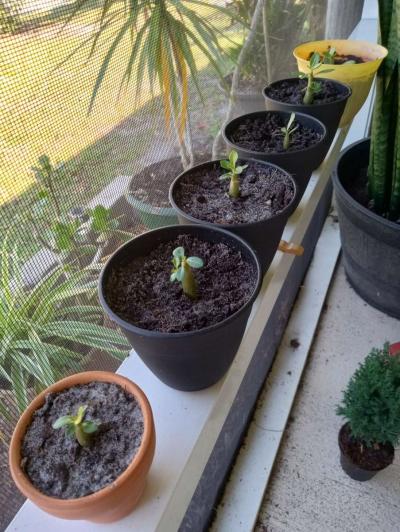 Baby Desert Rose Plants - Thumbnail 3