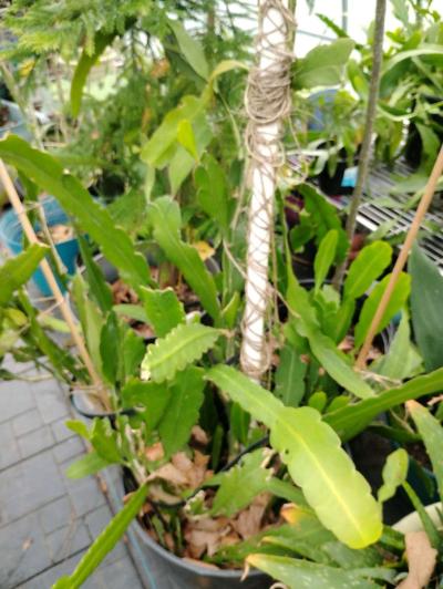 Queen of the night live plants - Thumbnail 5