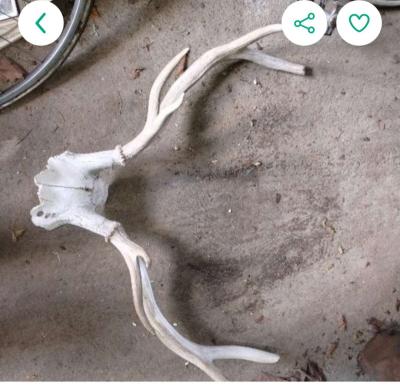 antler with partial skull