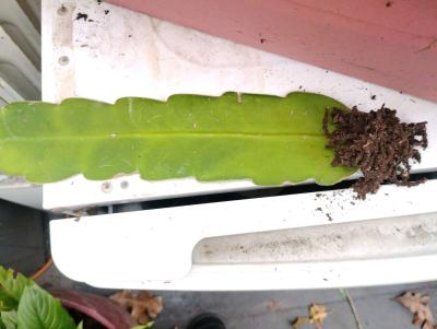 Queen of the night live plants - Thumbnail 2