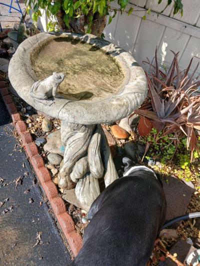 large concrete birdbath - Placentia, California