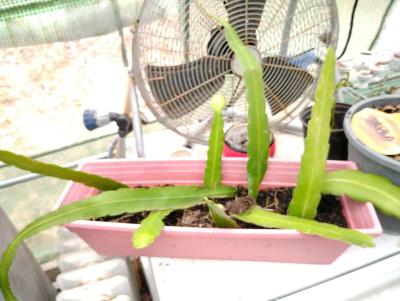 Queen of the night live plants - Thumbnail 3