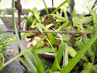 Queen of the night live plants - Thumbnail 4