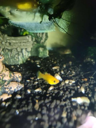 Gold Dust And Gold panda Mollies - Thumbnail 4