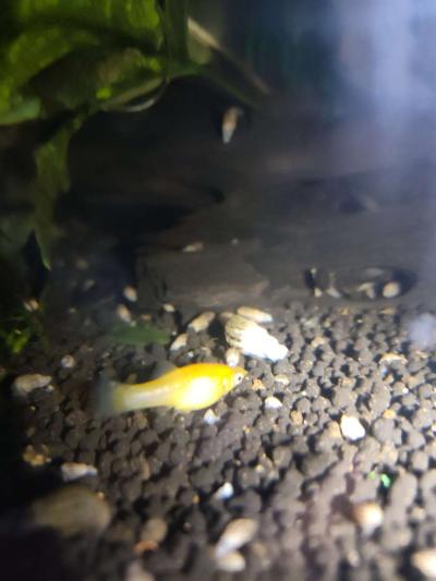 Gold Dust And Gold panda Mollies - Thumbnail 3