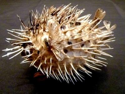 Porcupine fish 6  8 dried taxidermy dried sea life - Thumbnail 5