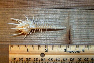 Venus comb murex 3 and 6 sizes exotic shell seashells beach - Thumbnail 4