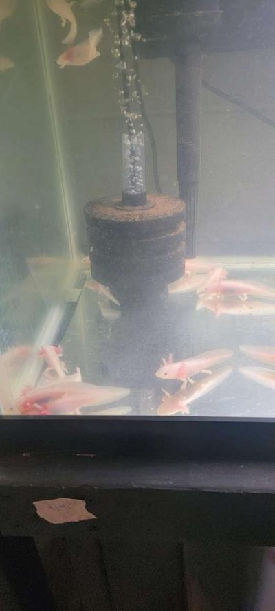 Fish Tank - Thumbnail 3