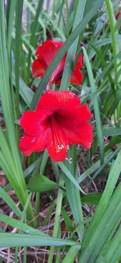 Yellow Iris rhizomes and Red Amaryllis bulbs - Thumbnail 2