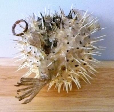 Porcupine fish 6  8 dried taxidermy dried sea life - Thumbnail 3