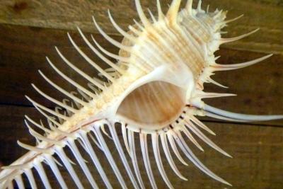 Venus comb murex 3 and 6 sizes exotic shell seashells beach