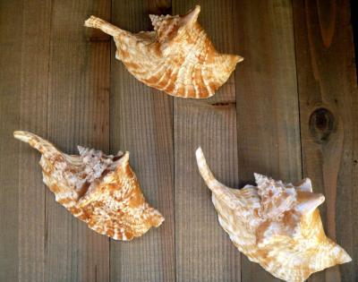 Rooster conch 6 strombus gallus roostertail shells seashells