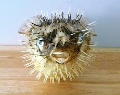 Porcupine fish 6  8 dried taxidermy dried sea life - Thumbnail 2