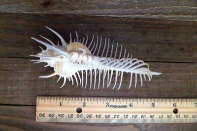 Venus comb murex 3 and 6 sizes exotic shell seashells beach - Thumbnail 5