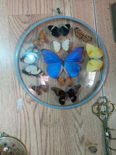 vintage taxidermy art - Thumbnail 2