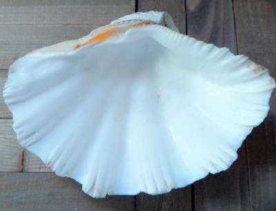 Tridacna Gigas 9 inches vintage Giant Clam half shell - Thumbnail 4