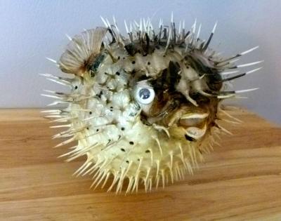 Porcupine fish 6  8 dried taxidermy dried sea life
