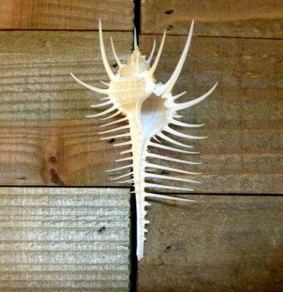 Venus comb murex 3 and 6 sizes exotic shell seashells beach - Thumbnail 2