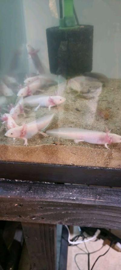 Fish Tank - Thumbnail 2