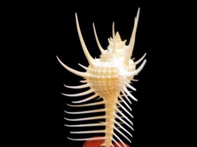 Venus comb murex 3 and 6 sizes exotic shell seashells beach - Thumbnail 6