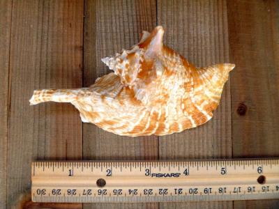 Rooster conch 6 strombus gallus roostertail shells seashells - Thumbnail 2