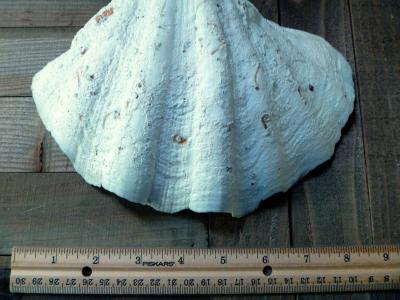Tridacna Gigas 9 inches vintage Giant Clam half shell - Thumbnail 3