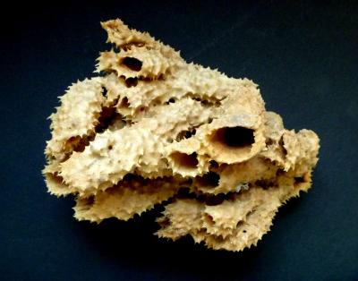 Brown tube sponge sea sponges exotic ocean beach decor - Thumbnail 4