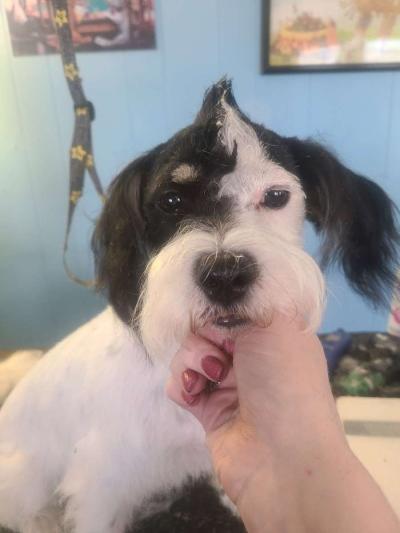 pet grooming - Thumbnail 5