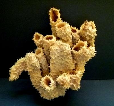 Brown tube sponge sea sponges exotic ocean beach decor