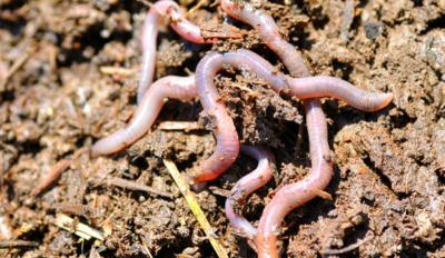 garden and compost worms and night crawlers