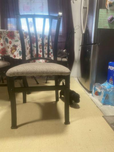 Shih tzu - Thumbnail 3