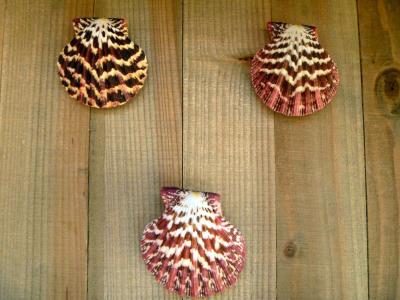 Royal Cloak Scallop Seashell 2 Red Purple Pecten Pallium - Thumbnail 3