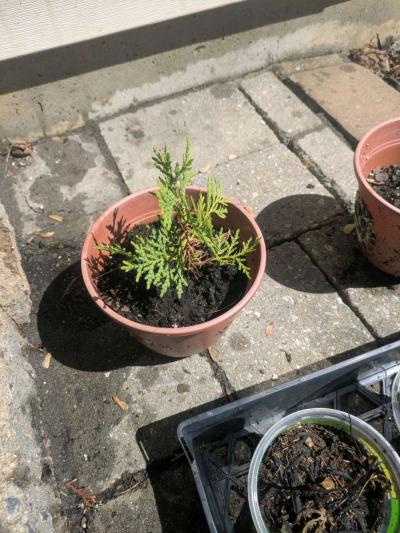 arborvitis the gaint and golden