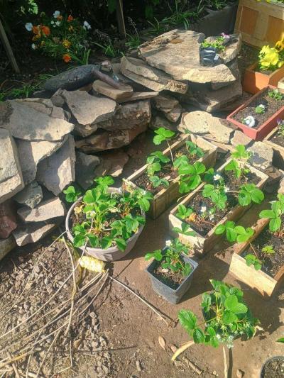 Beautiful live flower boxes tools much more - Thumbnail 5