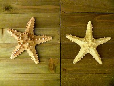 Knobby jungle starfish 6  7 natural long spines