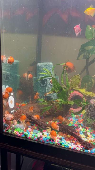 Golden Mystery Snails - Thumbnail 3